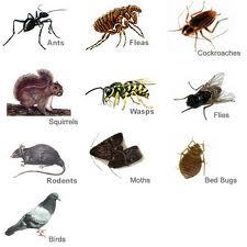 Flying Insects Control Service By TECHNO-BEST PEST CONTROL SERVICE
