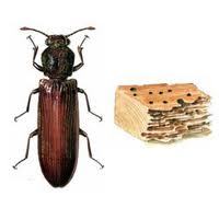 Wood Borer Control Services By TECHNO-BEST PEST CONTROL SERVICE