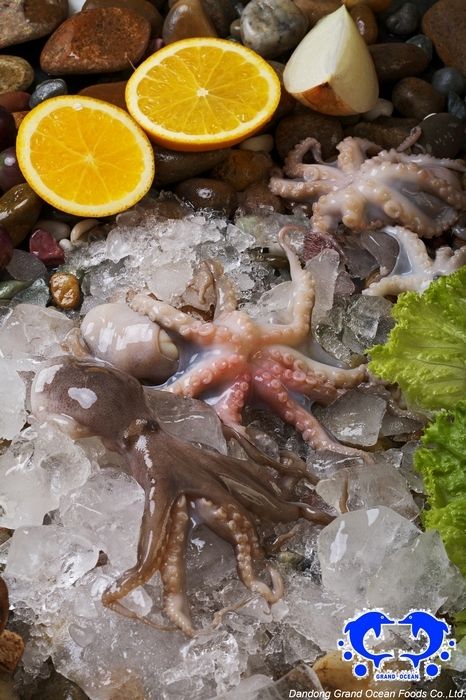 Frozen Baby Octopus