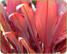 Cordyline Plant