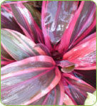 Cordyline Red Ruby