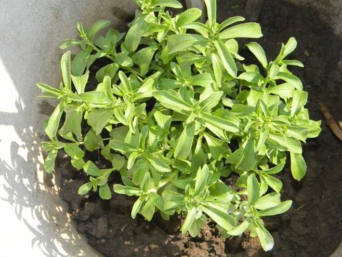 Stevia Dried Leaves