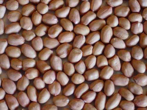 Groundnuts Seeds