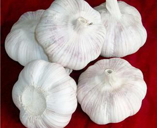 Normal White Garlic