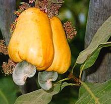 Cashew Nuts