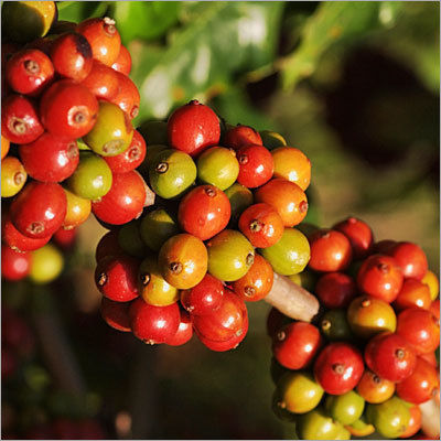 Coffee Beans