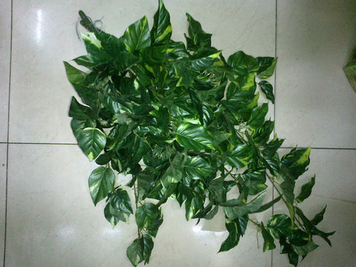 Money Plant Falling Bush