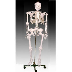 Medium Skeleton 85cm Tall