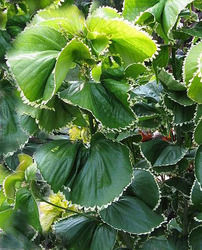 Acalypha Wilkesiana Hoffmannii Plant