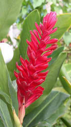 Alpinia Purpurata Red Ginger Plant
