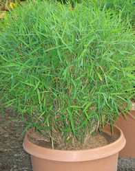 Bamboograssball Plant
