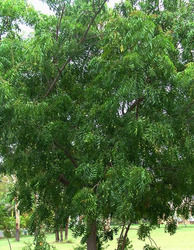 Azadirachta Indica Neemtree