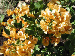 Bougainvillea Plant