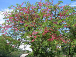 Cassia Nodosa Pink & White Shower Plant