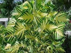 Erithina Indica Plant