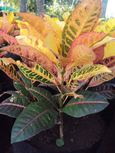 Gloriosum Codiaeum Variegatum Plant