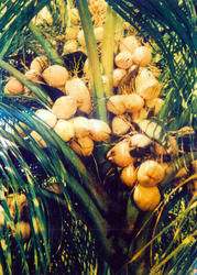 Durable Malay Yellow Hybrid Cocos Nusifera Plant