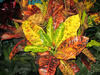 Rudy Bachman Croton Codiaeum Variegatum Plant