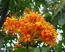 Saraca Indica Ashoka Tree