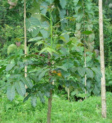 Swietenia Macrophylla Mahogani Plant
