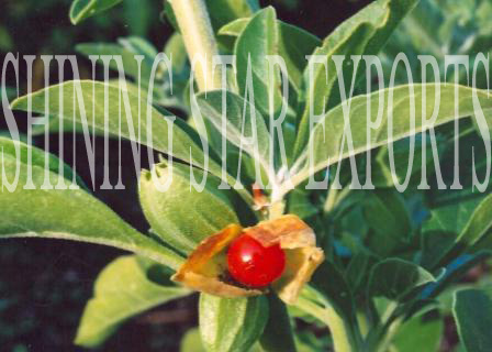 Ashwagandha Plants