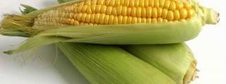 Maize