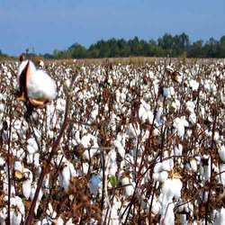 Cotton Crop