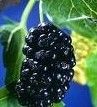 Mulberry Berry Extract 4:1