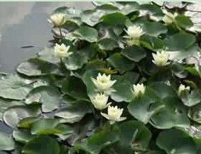 Nuphar Pumilum Root Extract 12:1