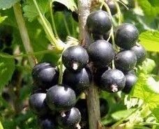 Ribes Nigrum (Black Currant Anthocyanin)