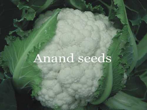 Cauli Flower Seeds (Amandeep)