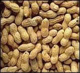 Groundnuts