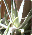 Aloe