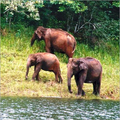Wildlife Tour Package Solution By Travel Unlimited