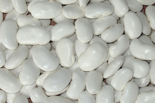 Large White Kidney Bean