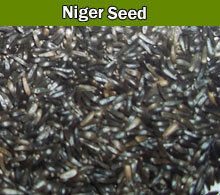 Niger Seed