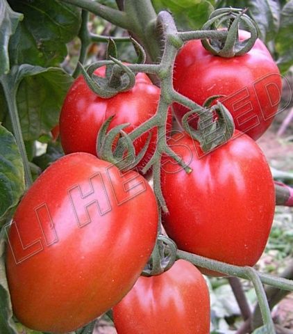 Tomato Seeds INT-11-063