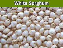 White Sorghum - Premium Quality Grain | Packaged in Durable PP Bags to Shield Against Dust, Pests, and Rodents