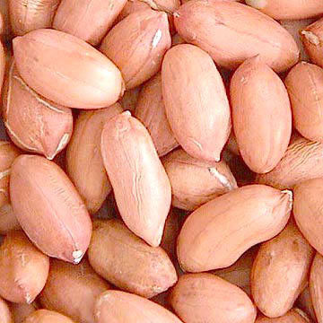 Groundnut 