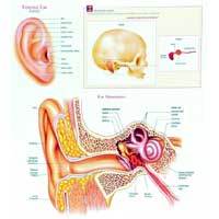 Ear Chart