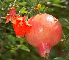 Premium Pomegranate - Fresh Varieties, High Quality Assurance, Market Leading Standards