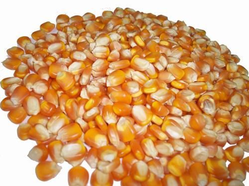 Yellow Corn (Maize)