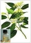 Eucalyptus Oil