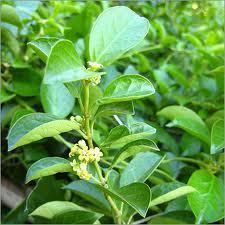 Gymnema Sylvestre Powder