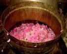 Rose Water - Pure Steam-Distilled Hydrosol, Natural Skin Toner & Aromatherapy Essential