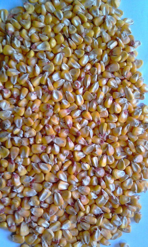 Yellow Maize (Corn)