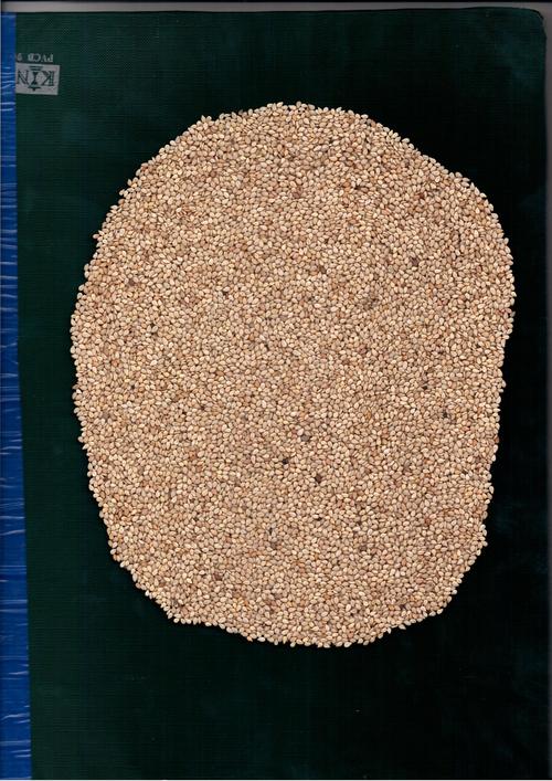 Sesame Seeds