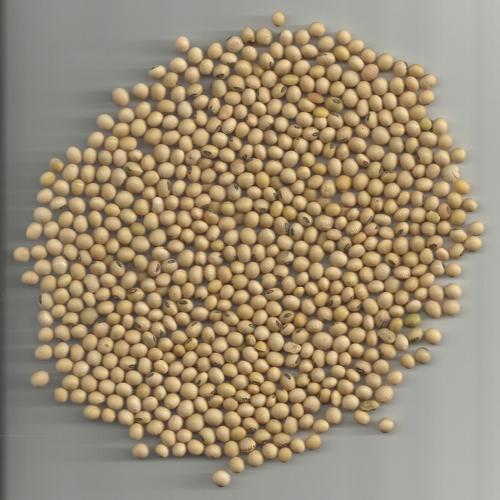 Soya Beans