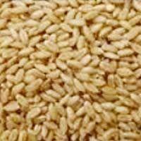 Wheat (Ghehoon)
