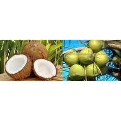 Fresh Coconut